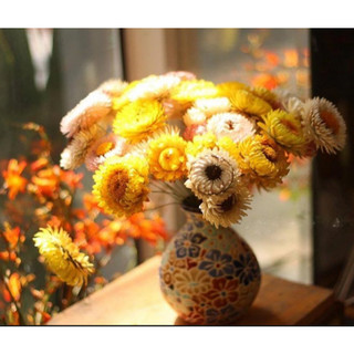 ❤️(Sỉ từ 0.5kg) Hoa Cúc Bất Tử khô trang trí decor (10 Đầu bông)❤️