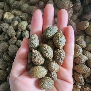 1 kg hạt ươi bay sẻ chuẩn rừng kon tum