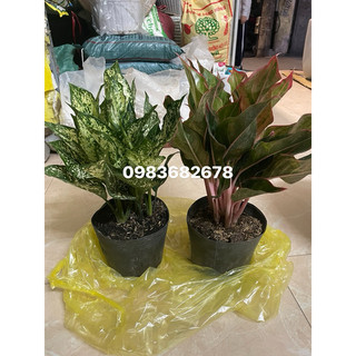 Cây Ngọc ngân hoặc cây phú quý
