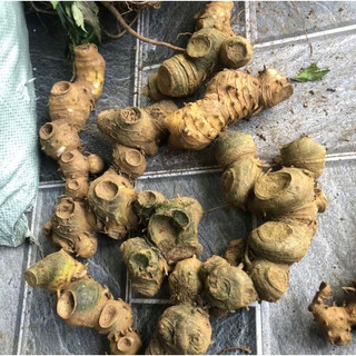 Hoàng tinh tươi rừng tây bắc 1kg