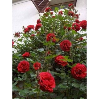 Gốc hoa hồng Đà Lạt (siêu hoa siêu nụ)