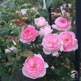 Gốc hoa hồng Đà Lạt (siêu hoa siêu nụ)