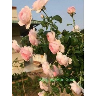 Gốc hoa hồng Đà Lạt (siêu hoa siêu nụ)