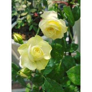 Gốc hoa hồng Đà Lạt (siêu hoa siêu nụ)