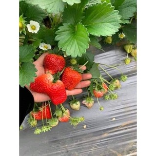  cây giống dâu tây hàn goseoul cây bầu ngó to 