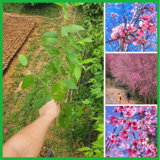 Cây hoa mai anh đào giống màu hồng rực rỡ