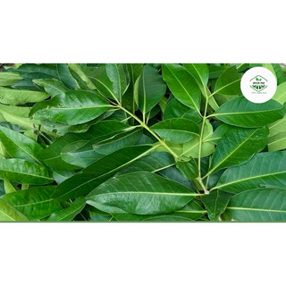 Lá vối tươi / khô - 1kg