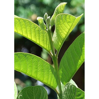 Trà giảm cân lá ổi non