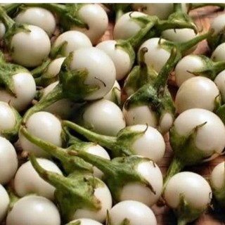 Cà pháo trái tươi dùng để làm cà muối, cà chua ngọt - 1 kg có kèm mắm tôm nguyên chất
