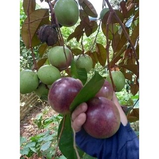 Cây giống vú sữa mica tím ( chuẩn giống)
