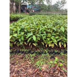 Cây giống vú sữa mica tím ( chuẩn giống)