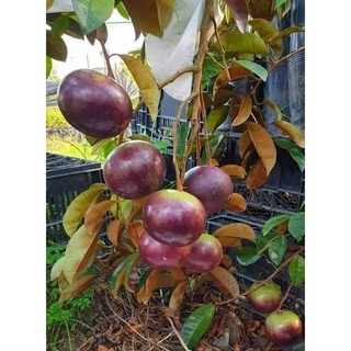 Cây giống vú sữa mica tím