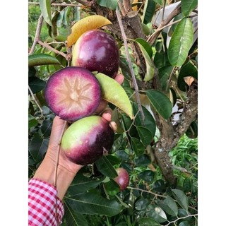 Cây giống vú sữa mica tím ( chuẩn giống)
