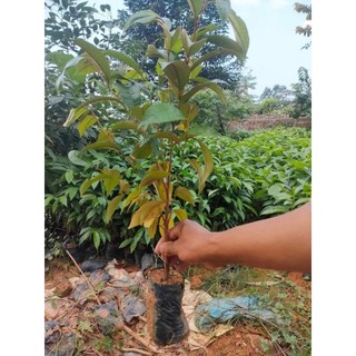Cây giống vú sữa mica tím ( chuẩn giống)