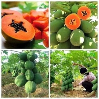Cây giống Đu đủ ruột đỏ siêu lùn siêu trái