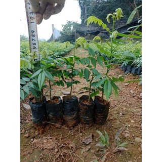 Cây giống sưa đỏ ( chuẩn giống)