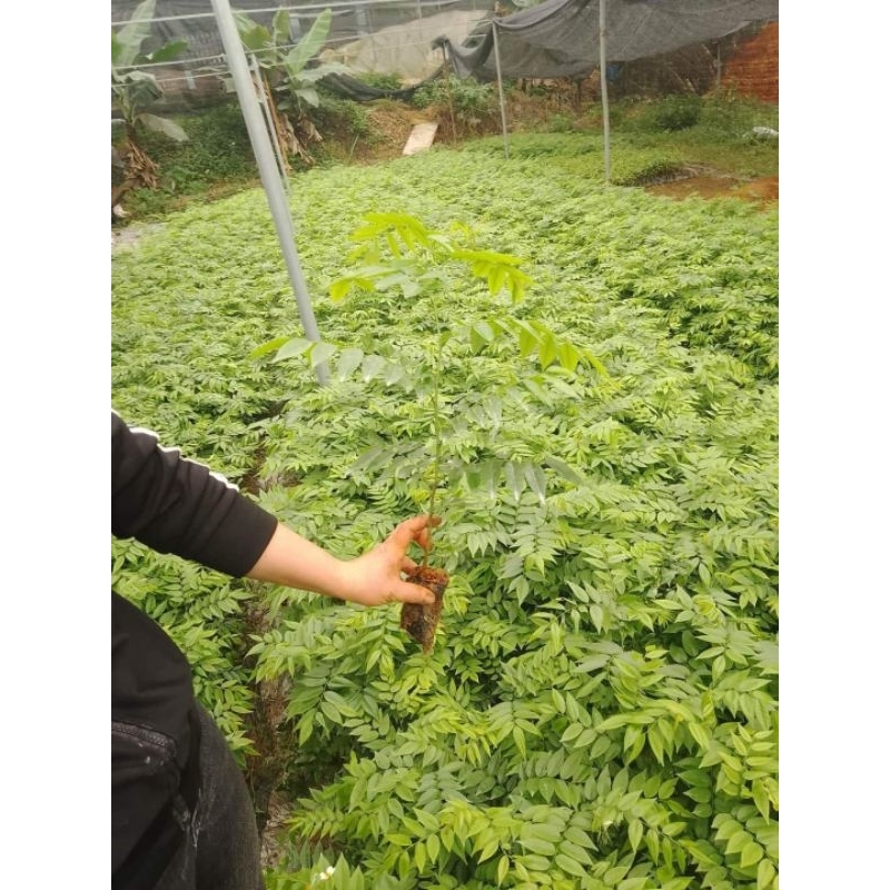 Cây giống sưa đỏ ( chuẩn giống)