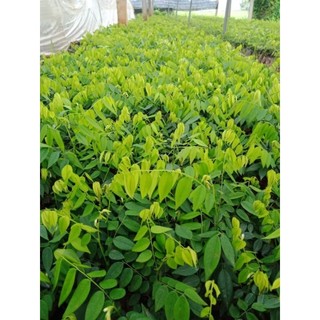 Cây giống sưa đỏ ( chuẩn giống)
