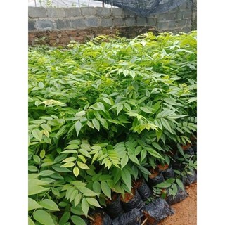 Cây giống sưa đỏ ( chuẩn giống)