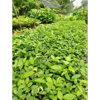 Cây giống cát sâm(sâm trâu)