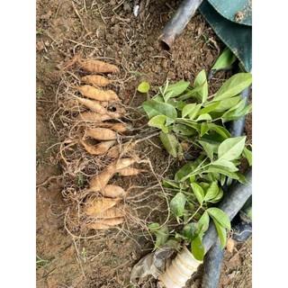 Cây giống cát sâm(sâm trâu)