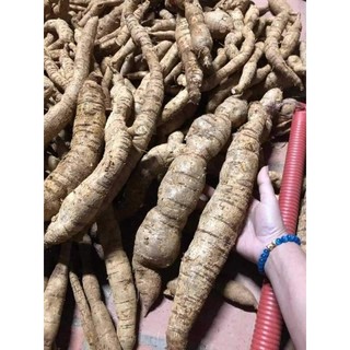Cây giống cát sâm(sâm trâu)