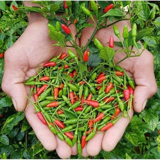 COMBO 2 CÂY ỚT XIÊM ThÁI ( trắng - xanh)