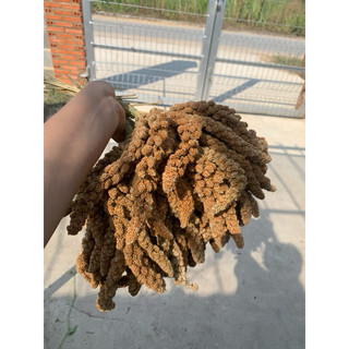 Kê chùm Gò Công Tiền Giang