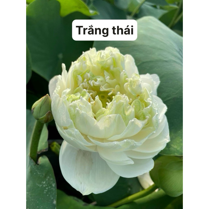 Sen Trắng Thái (bán củ giống, dòng sen củ nhỏ)