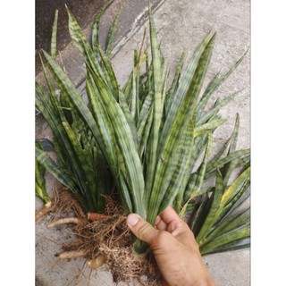 Lưỡi hổ kim