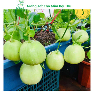 Hạt giống Dưa lê lam ngọc siêu ngọt - MSeed