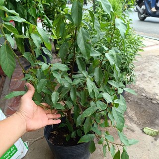 Cây sung ta sung nếp cây sung ta ăn lá cao khoảng 35cm có giao hoả tốc tphcm - Ficus racemosa