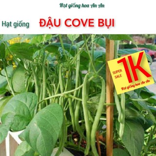 Deal 1k- 5 hạt đậu cove lùn | tỷ lệ nảy mầm >90%