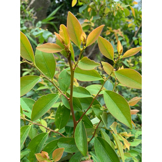 bồ cu vẽ chuẩn giống (cây giống nhanh có trái)