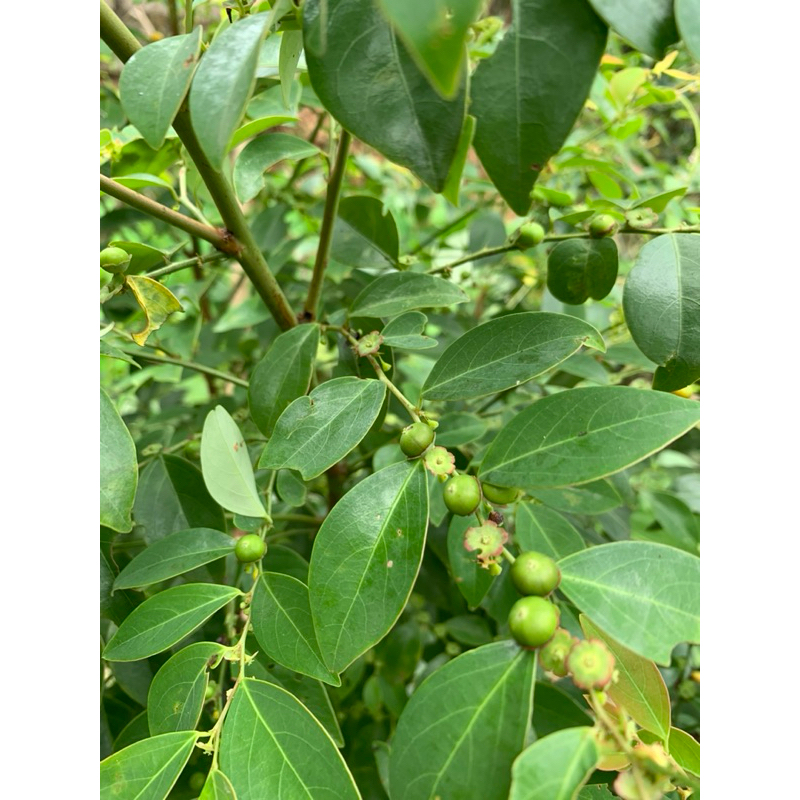 bồ cu vẽ chuẩn giống (cây giống nhanh có trái)