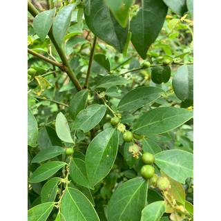 Cây bồ cu vẽ chuẩn giống