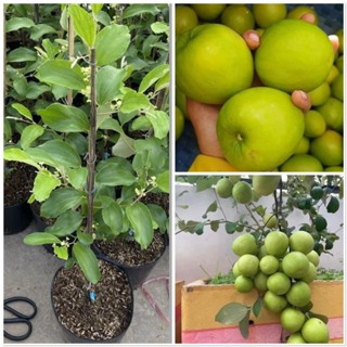 Cây táo thái trưởng thành đanh hoa quả cao 1m