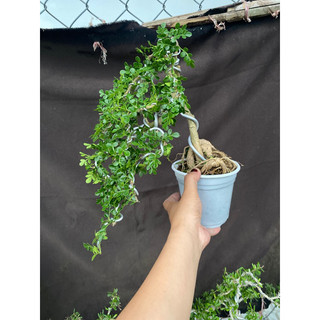 Cây cần thăng tán dài 25cm
