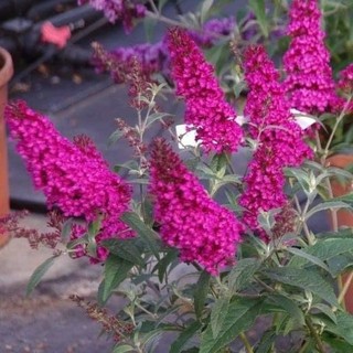 Cây giống Trầm Hương - Buddleja ‘Butterfly bush’