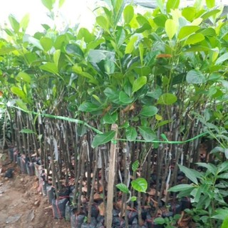 MÍT RUỘT ĐỎ SIÊU SỚM ( CÂY GIỐNG CAO 60-70CM -CÂY GHÉP)