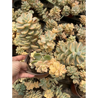 Cây sen đá var bụi to chung gốc_🌱hàng sẵn