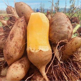 Hạt giống củ sâm đất