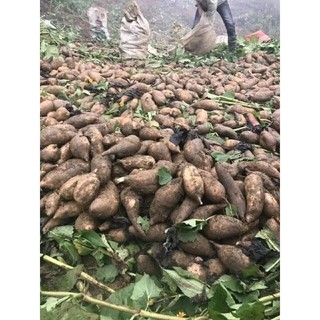Hạt Giống Củ Sâm Đất