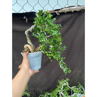 cây cần thăng tán dài 25cm