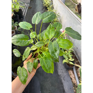 Chậu mềm trầu bà tỷ Phú xanh chậu nhiều thân