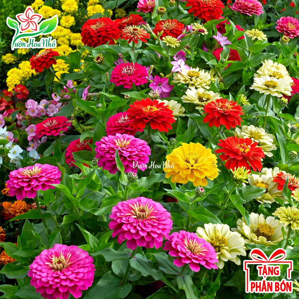 Hạt Giống Hoa Cúc Lá Nhám Mix Màu + Tặng Phân Bón