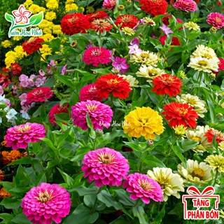 Hạt Giống Hoa Cúc Lá Nhám Mix Màu + Tặng Phân Bón