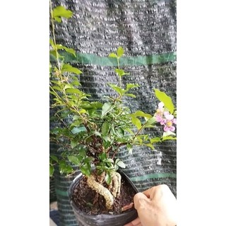 Cây Sơ-ri Cảnh Dáng Bonsai (Hồng Ngọc Mai)- tặng kèm phân bón