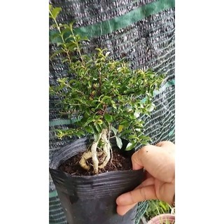 Cây Sơ-ri Cảnh Dáng Bonsai (Hồng Ngọc Mai)- tặng kèm phân bón
