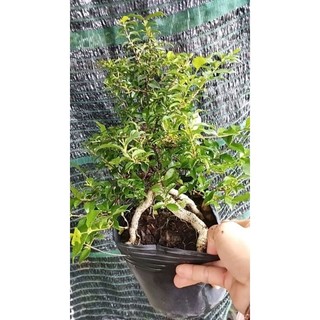 Cây Sơ-ri Cảnh Dáng Bonsai (Hồng Ngọc Mai)- tặng kèm phân bón